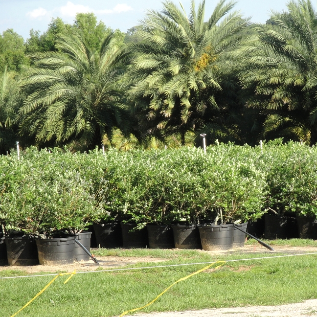 Blueberry Farm