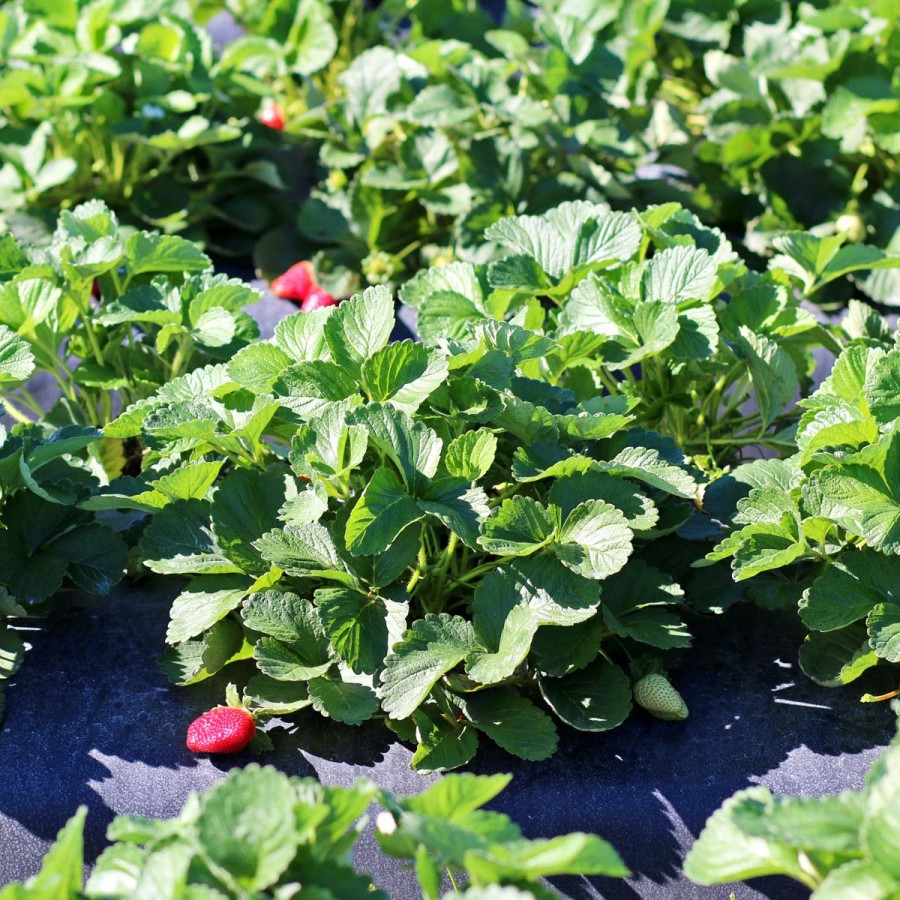 Strawberry Fields