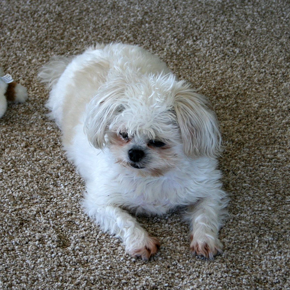 peanut-butter-banana-dog-treats-3