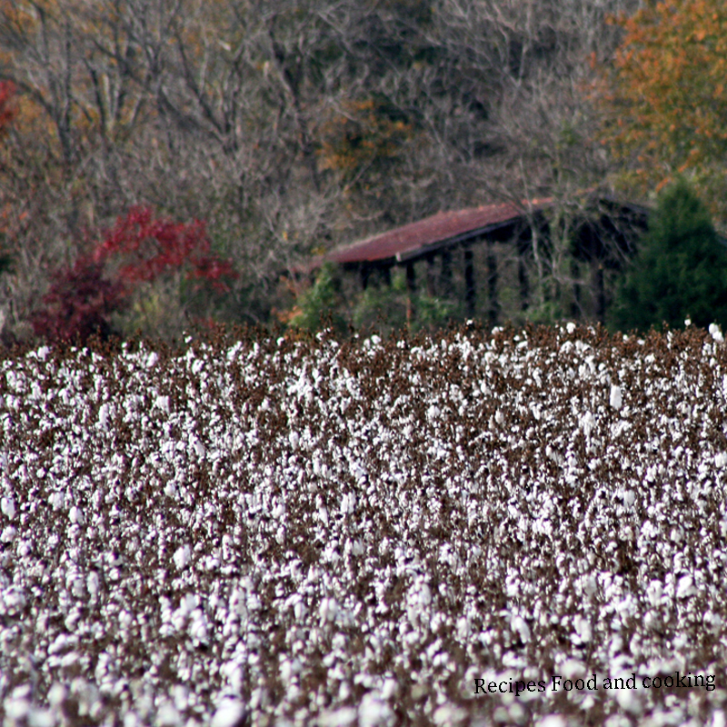 cotton