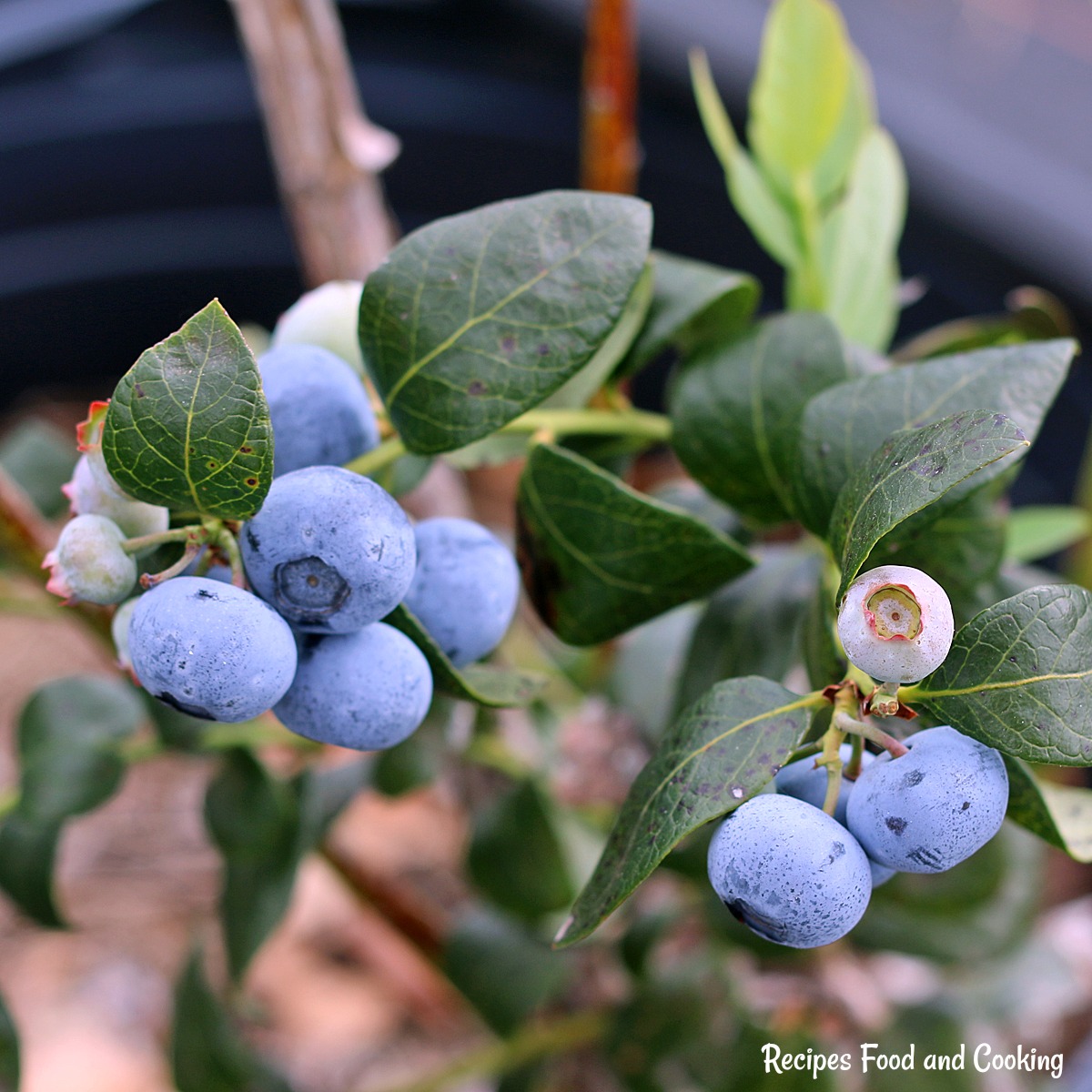 blueberries