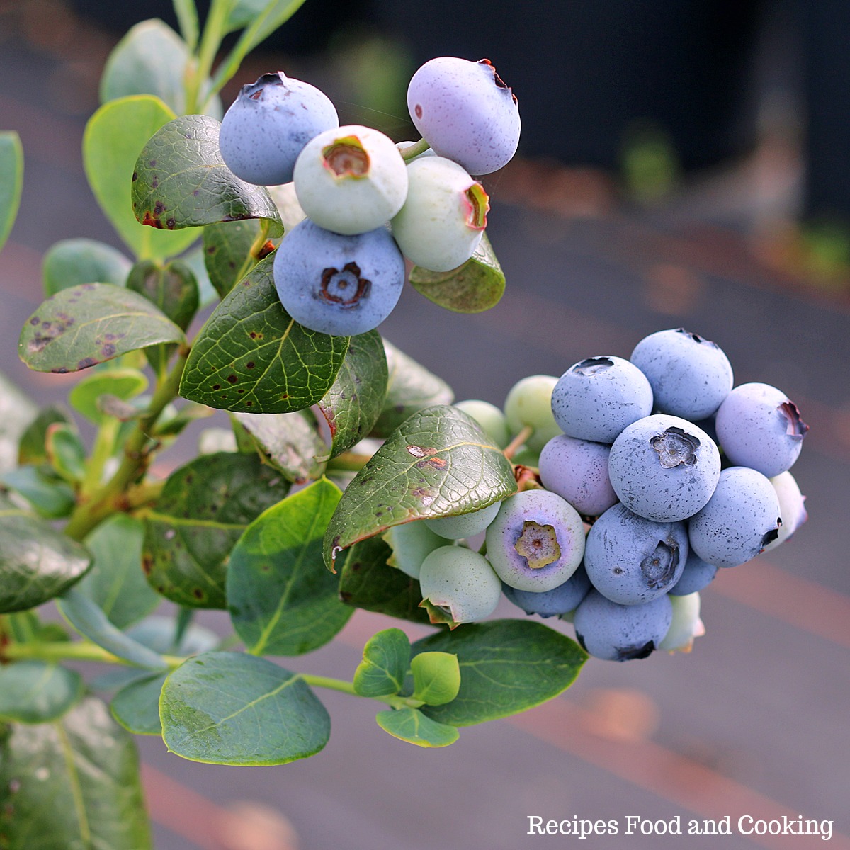 blueberries